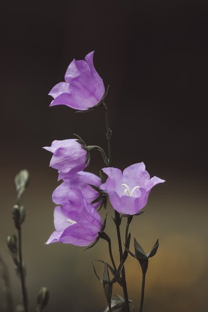 Most Beautiful Types Of Bellflowers