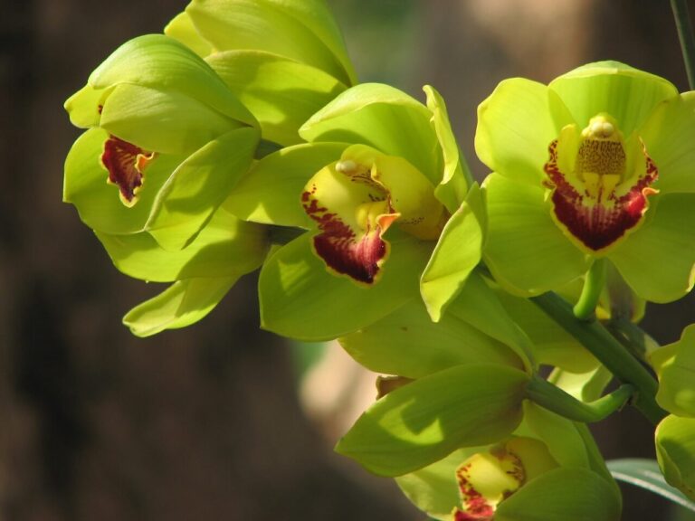 Green Orchids
