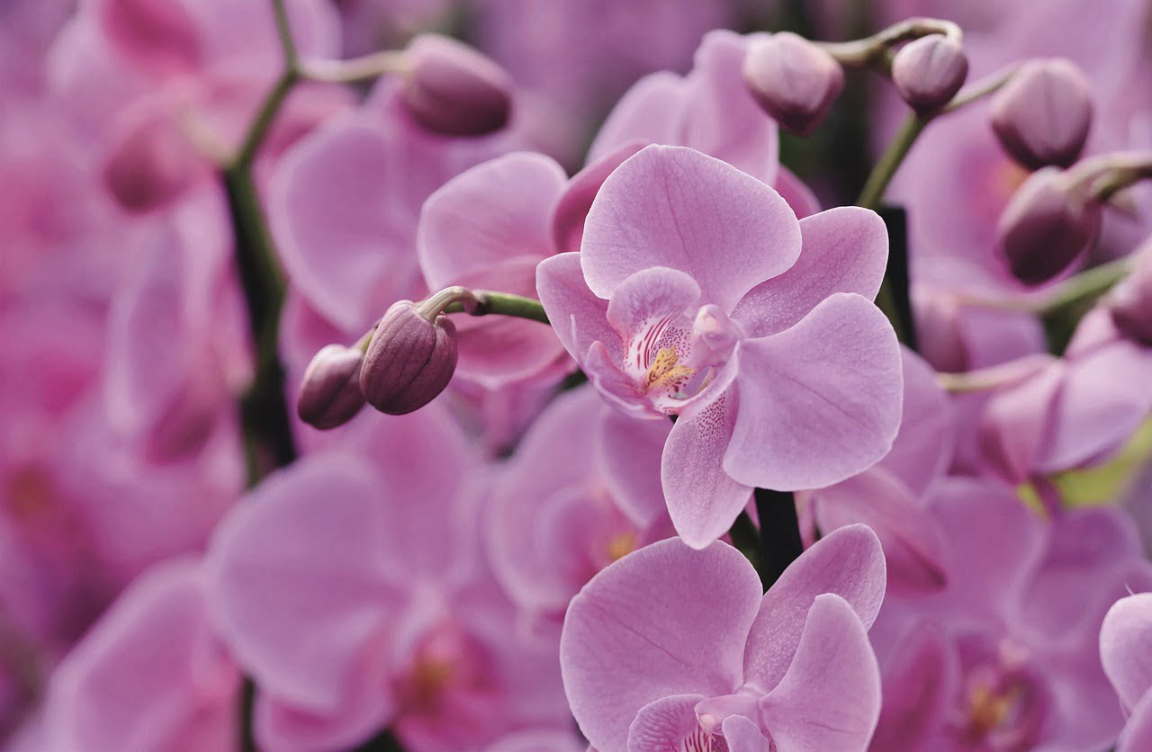 Pink Orchid Varieties