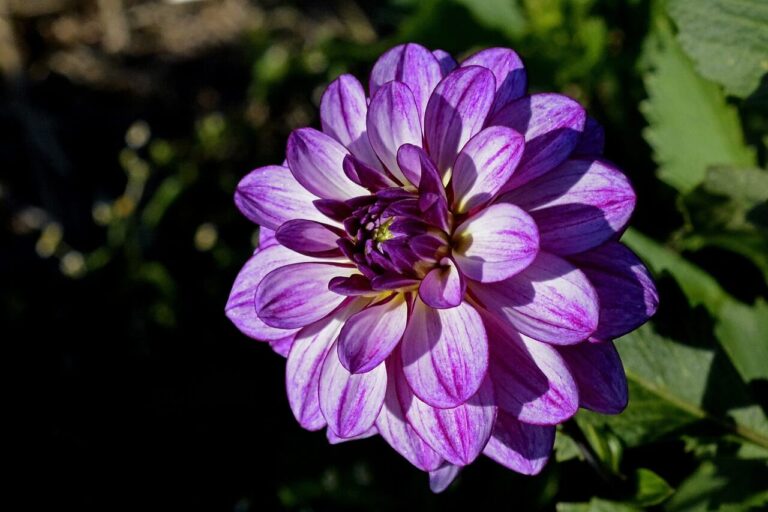 5 Purple Dahlia Varieties