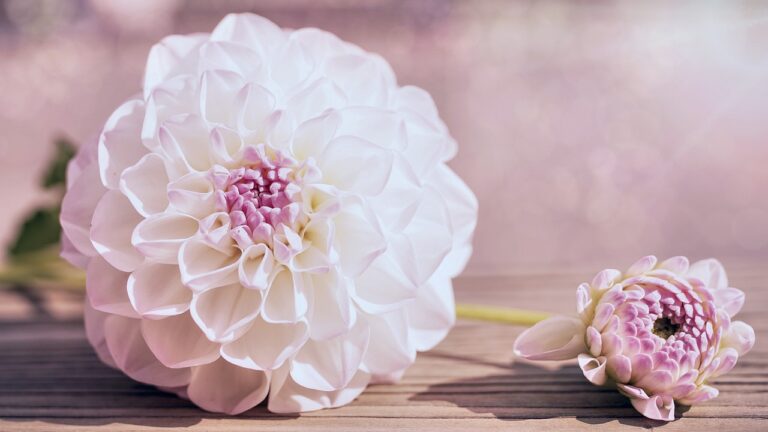 21 White Dahlia Flower