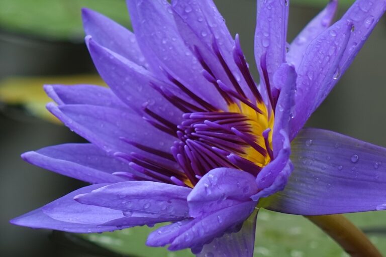 Purple Lotus Flower Meaning and Symbolism