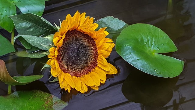 How Often to Water Sunflowers