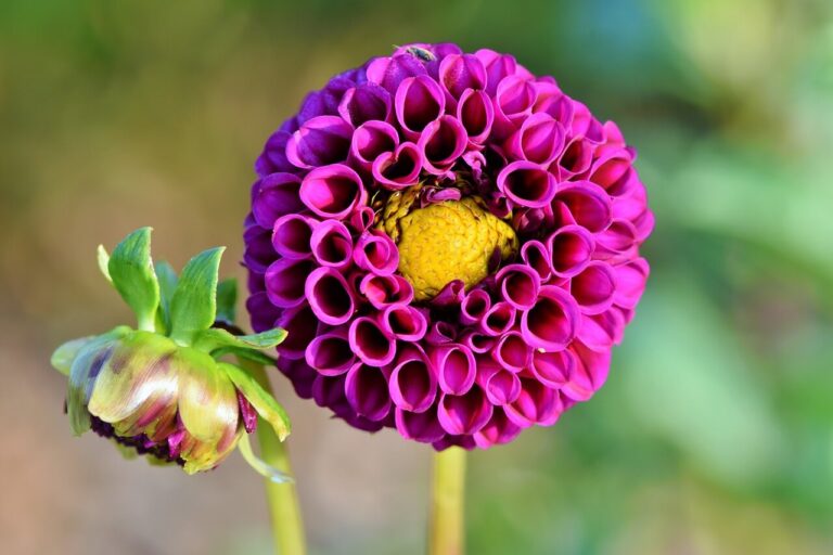 21 Purple Dahlia Flowers