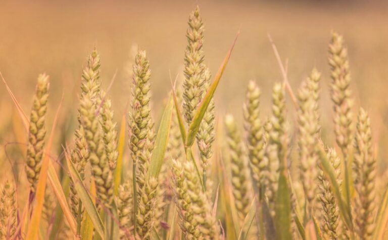 organic agricultural supplies