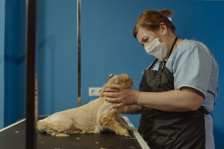peluquería canina cerca