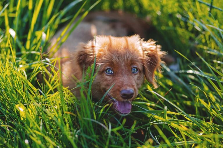 criador cachorros cerca