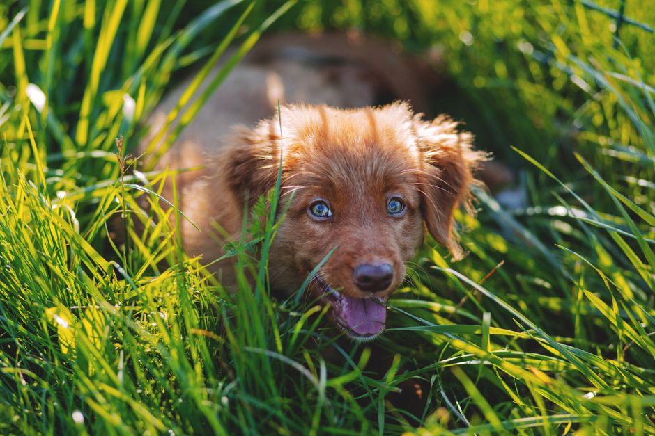 criador cachorros cerca