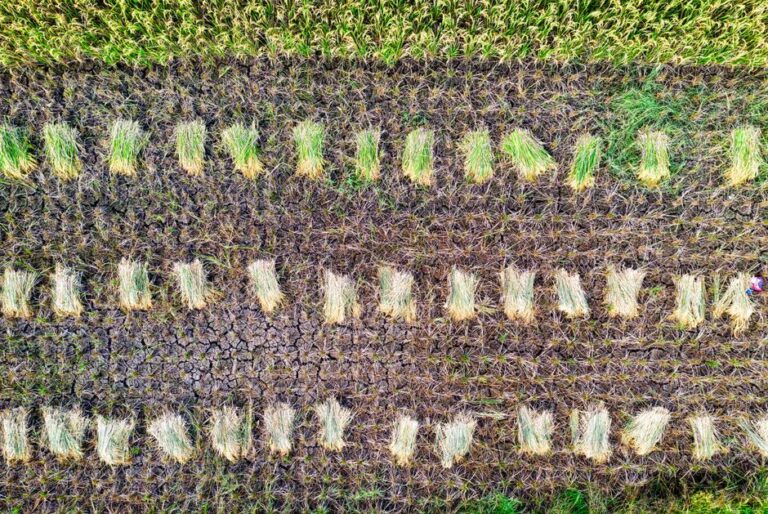 crop insurance