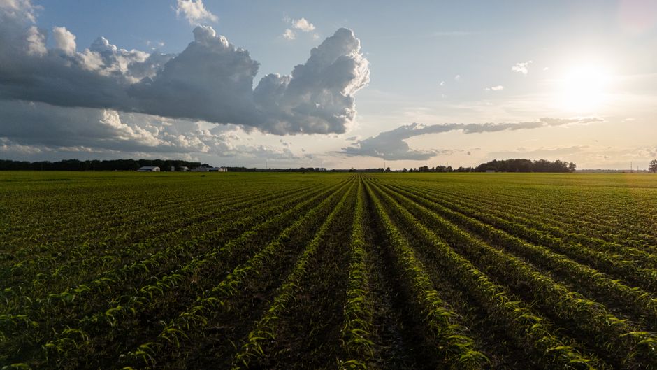 crop insurance