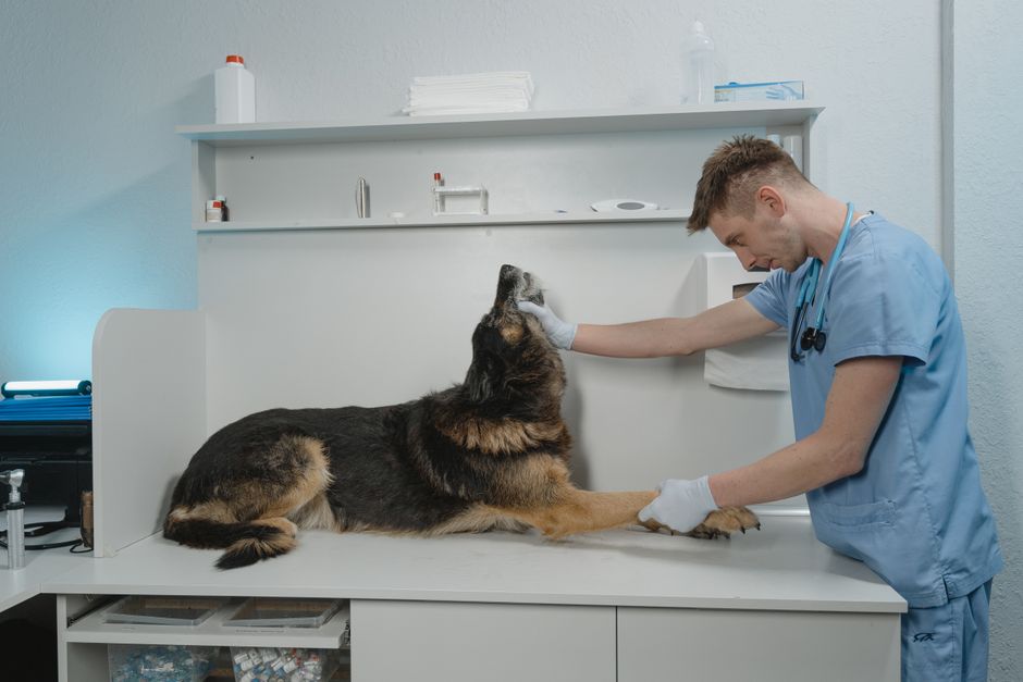 clínica veterinaria reserva