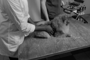 clínica veterinaria reserva