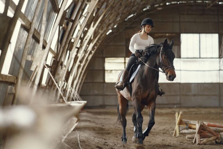 horse riding lessons
